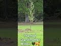 #willow #weepingwillow #tree #favorite #glimmers #happy #littlethingsmatter #plant #cantwait #grow