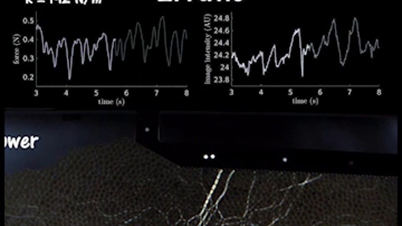 Sheared granular dynamics