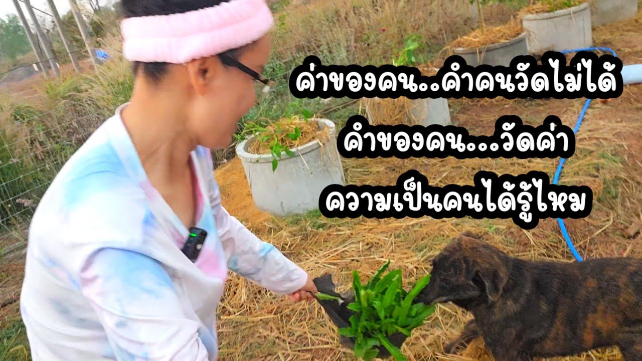 คำคนดูเขาซิ#ป้าแต๋นชาแนล