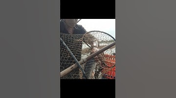 Thăm Lờ Dính Cá Trê Lai Ruộng #shorts #thămlờcá #cátrêlai