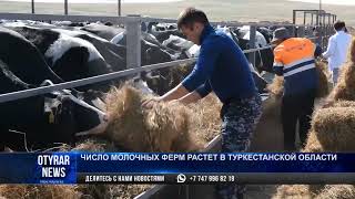 Число молочных ферм растет в Туркестанской области