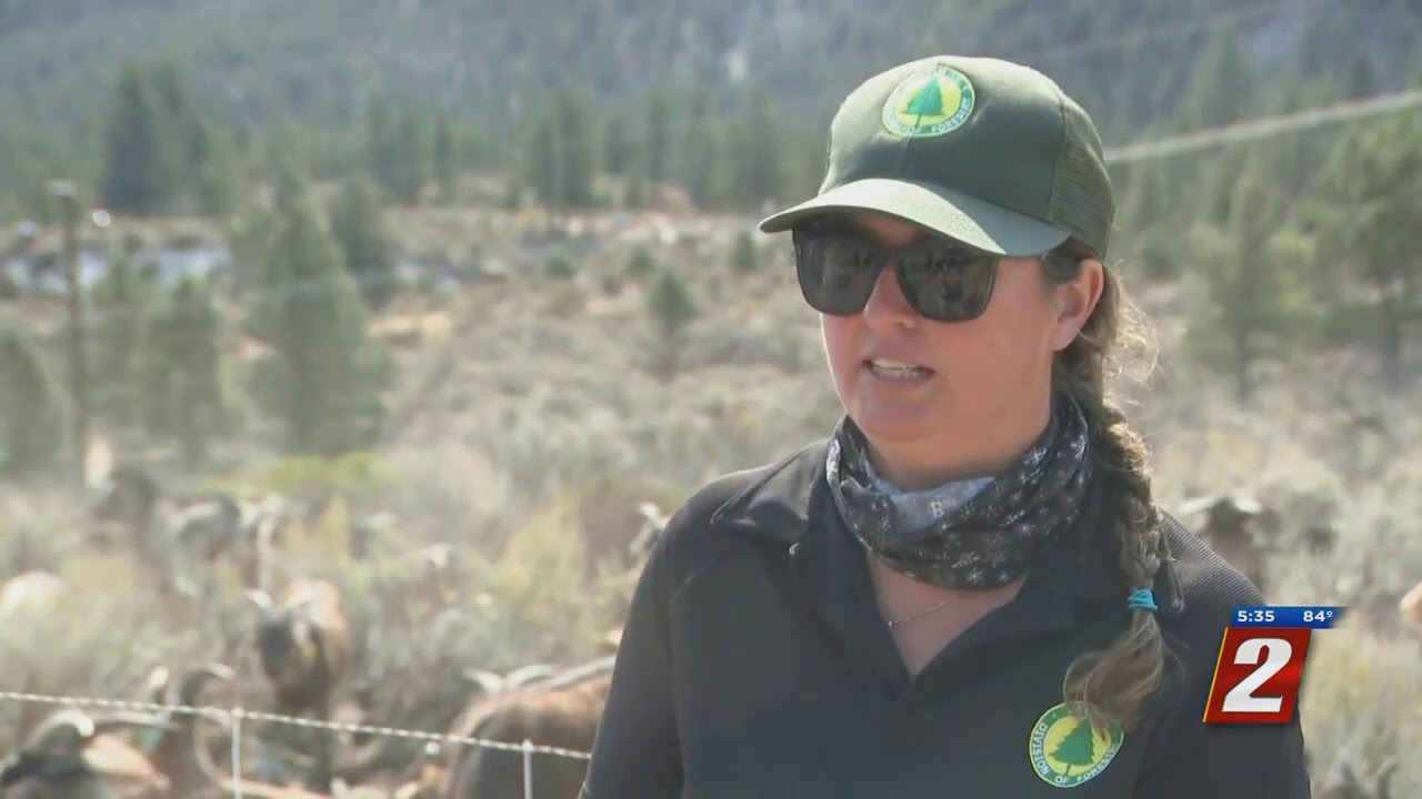 Goats Can Prevent Wildfires?