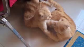 Brutal Cat Battle Part 3 Pertaruhan