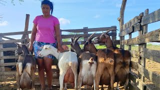 EDUARDA VAQUEIRA CRIANDO CABRA LEITEIRA E SEUS ESPOSO JUNINHO, SOLEDADE PB.