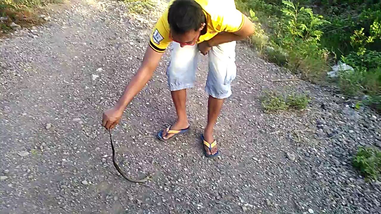 camera iphone 8 plus apk Monocled Cobra caught in Thailand