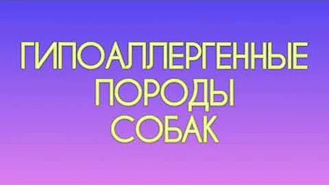 Гипоаллергенные ПОРОДЫ СОБАК