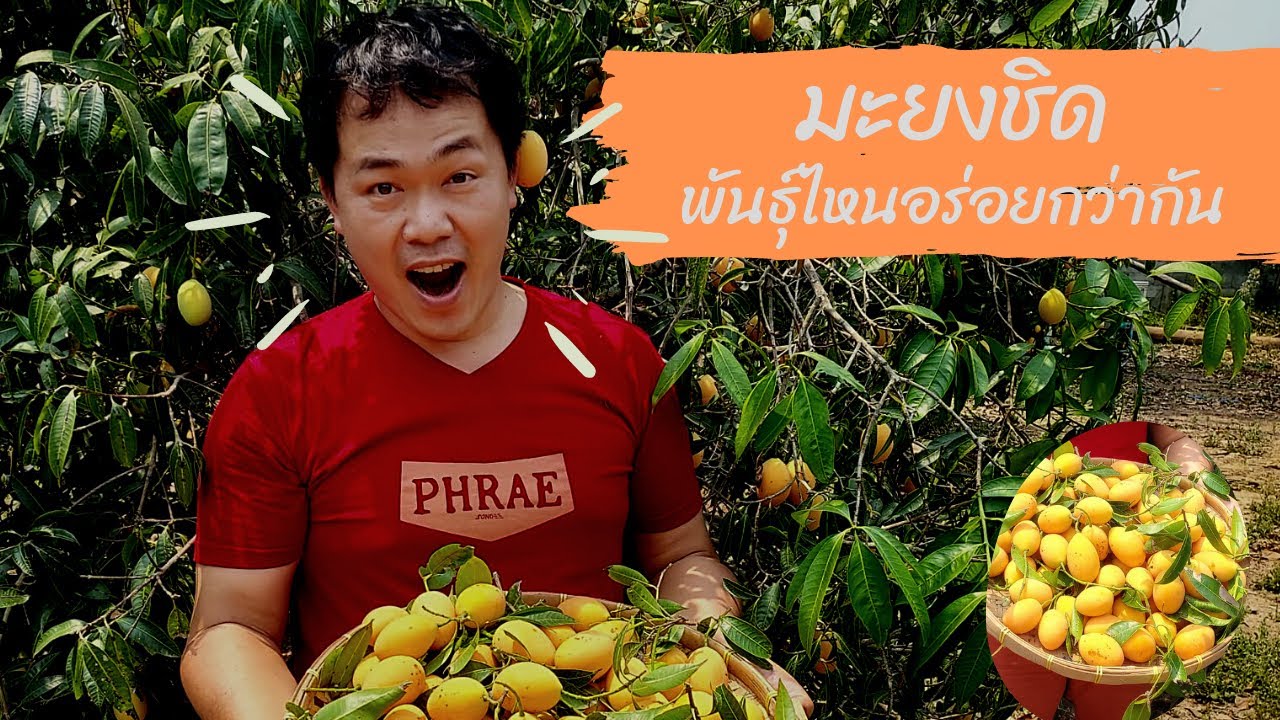 มะยงชิด พันธุ์ไหนอร่อยกว่ากัน