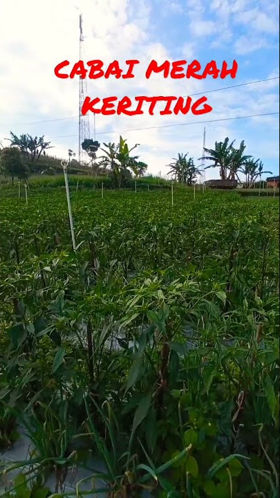 CABAI MERAH KERITING LERENG GUNUNG LAWU MAGETAN #shorts #cabe #petani #petanimuda #cabaimahal
