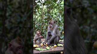 "शरारती बंदर का बड़ा सबक"🦧🐒🐵#MonkeyStory #MoralStory #JungleStory #HindiStory #MotivationStory