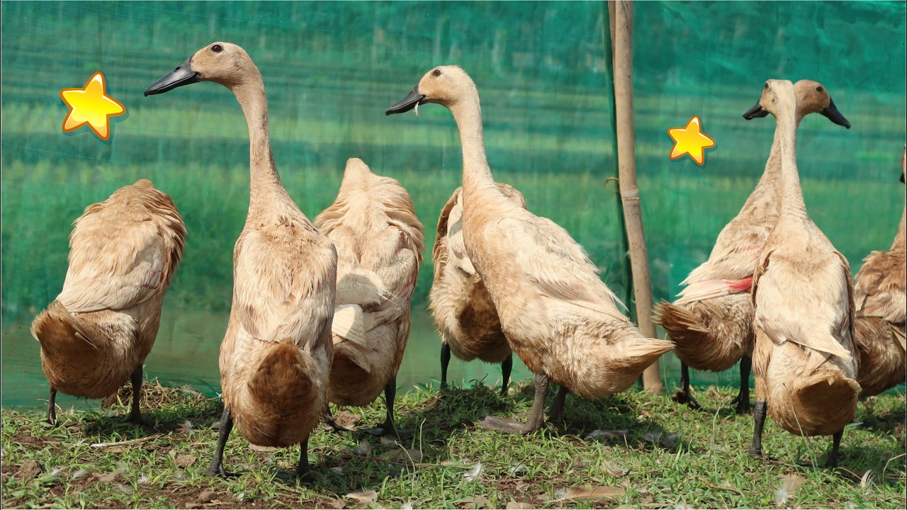 BEBEK BERENANG KWEK KWEK BEBEK KWEK KWEK BEBEKNYA UWEK UWEK BEBEK KWEK KWEK LAGU BEBEK ADUS KALI
