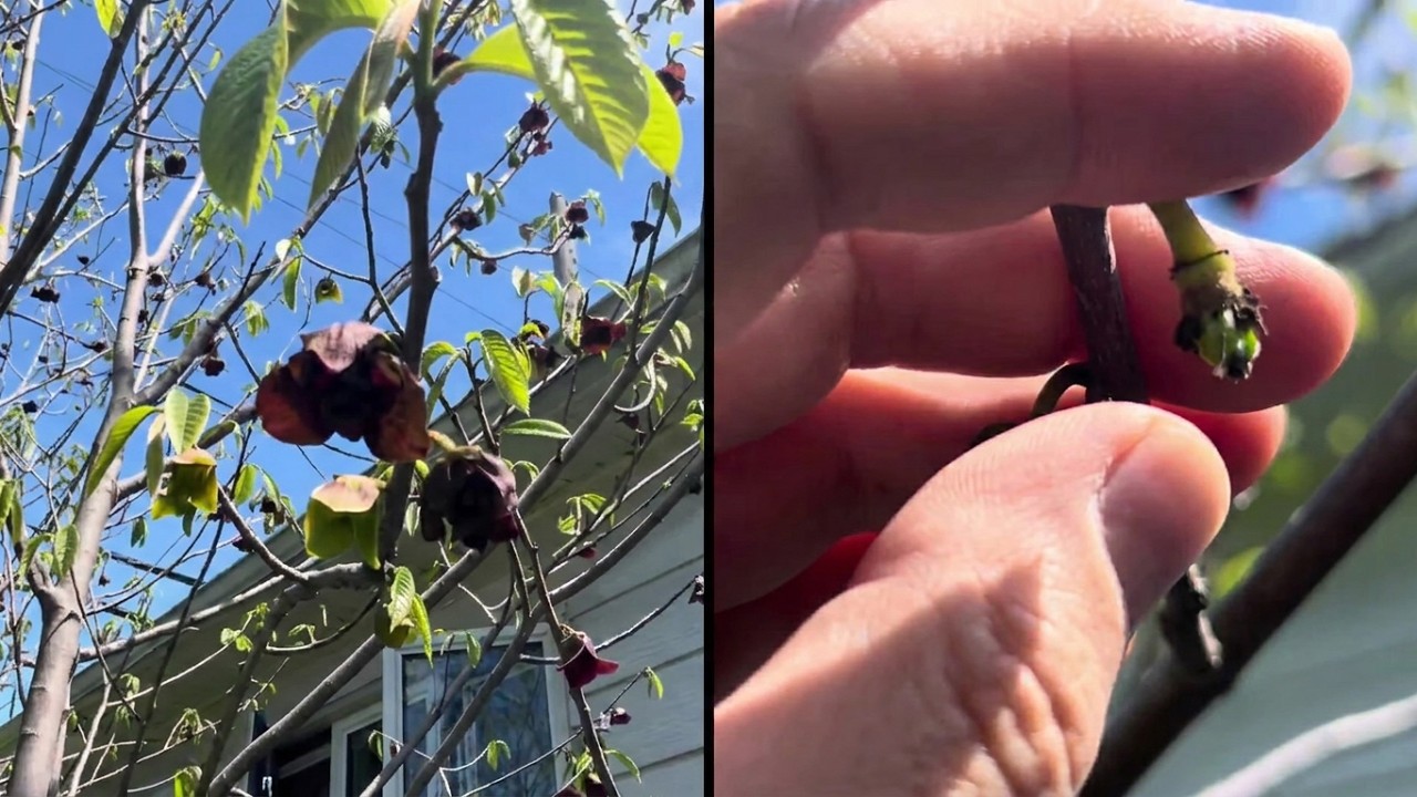 Pollinisation de mes 6 asiminiers trilobés (pawpaws) à date :-)