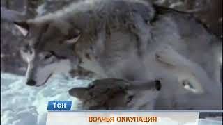 В Пермском крае стая волков загрызла четырех сторожевых псов В Пермском крае стая волков загрызла четырех сторожевых псов