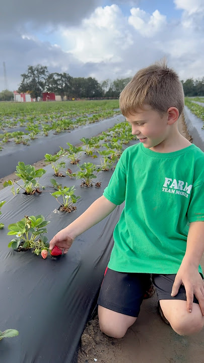 Planting strawberries! #planting #gardening #strawberry erry