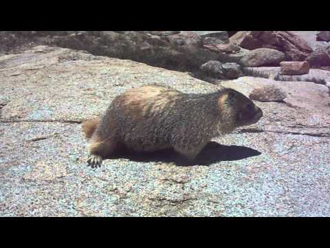 PCT 2012: Marmot Love