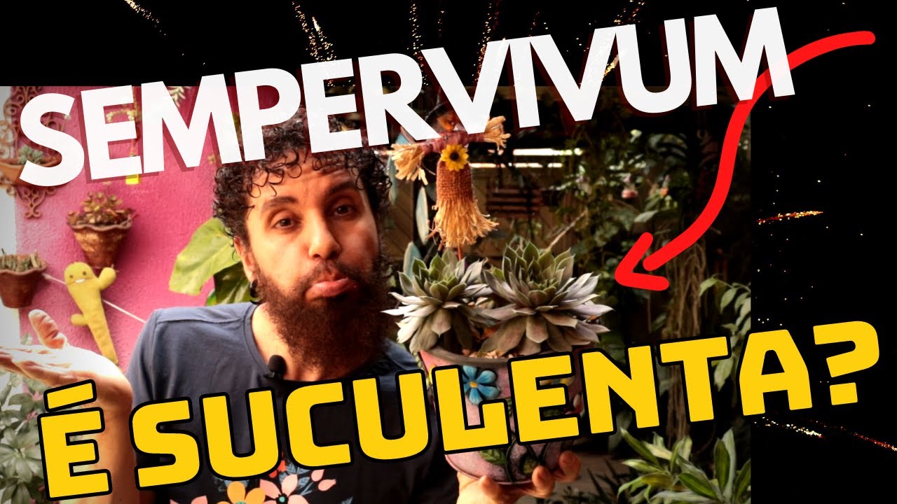 TUDO sobre o SEMPERVIVUM TECTORUM | Seu Sempervivum não tá bem, mude o cultivo, o dele é diferente.