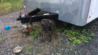 Meet Rainey A Terrier American Pit Bull Currently Available For Adoption 6132019 65046 Am