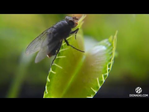 Видео: Грижи за Winterhazel - Ръководство за отглеждане на растения Corylopsis Winterhazel