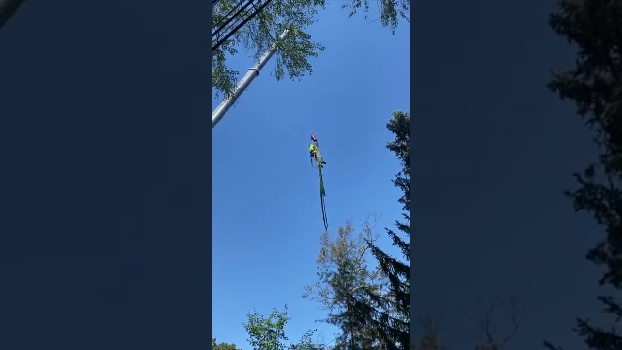 Big Tree Removal Services Malvern, PA | L&C Tree Services, PA