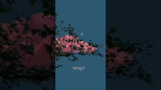 Turkei Song-Can Yarim.