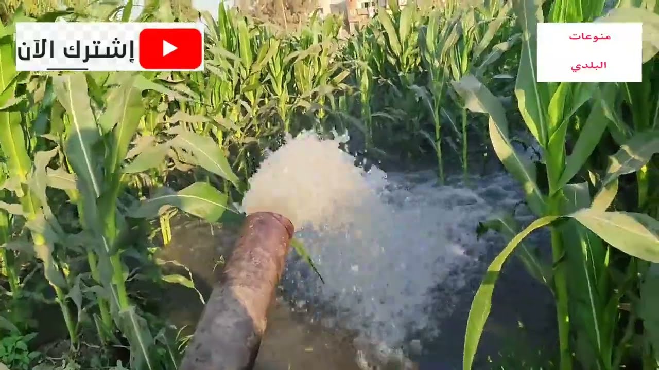 ميعاد ري الذره الصفراء وكميات الكيماوي المطلوبه كم يوم ويتم ري الذره