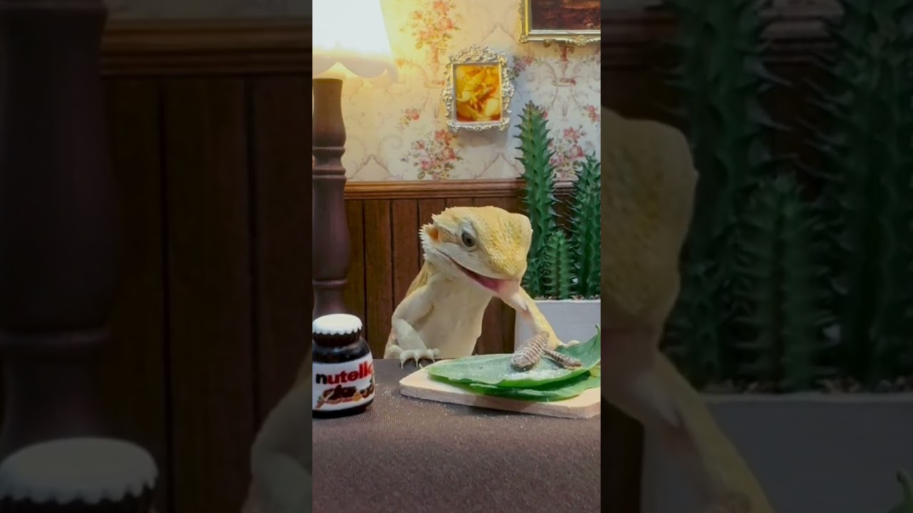 Central Bearded Dragon as a pet VS Bugs..!