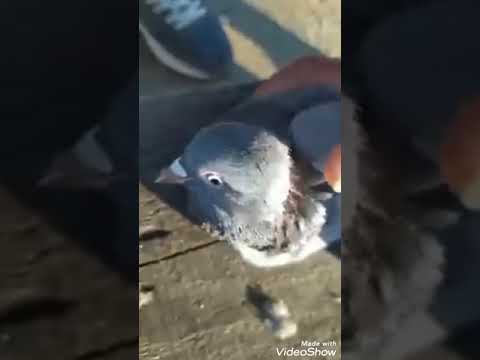 علاج التواء الرقبه عند الحمام