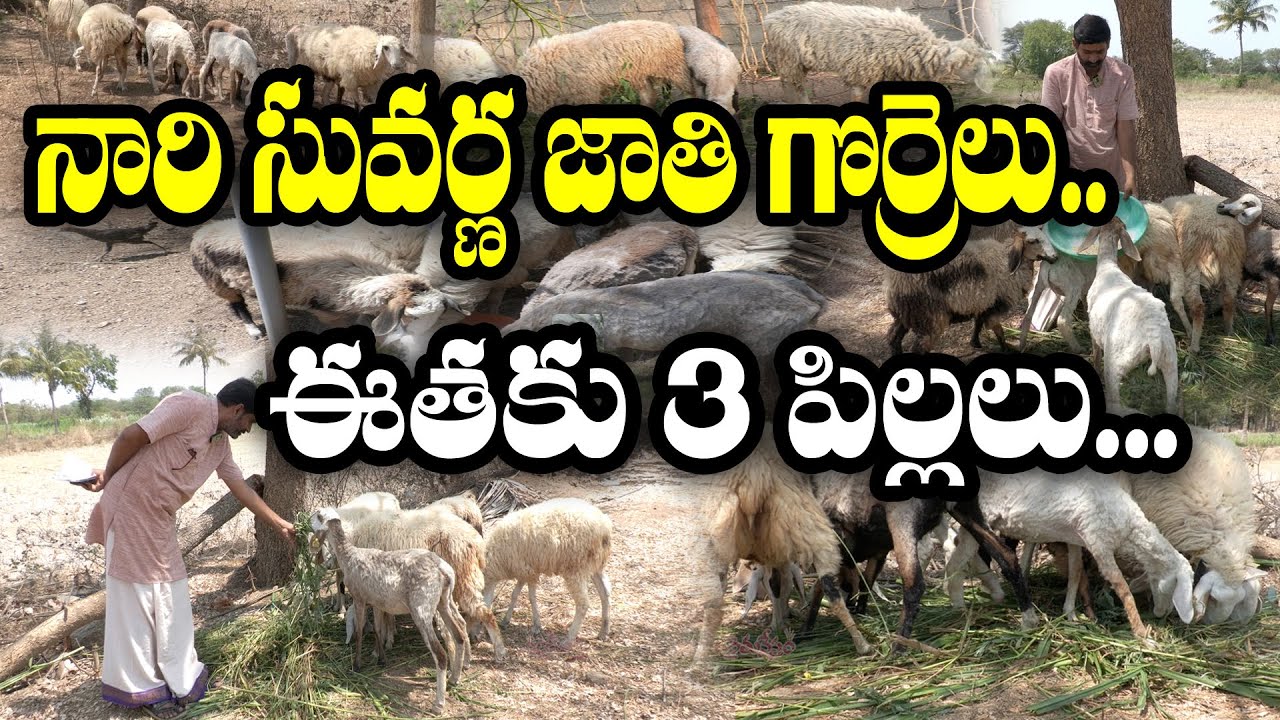 8 నెలలకే 20000/- లు అందించే జాతి గొర్రెలు...#sheep #sheepfarming