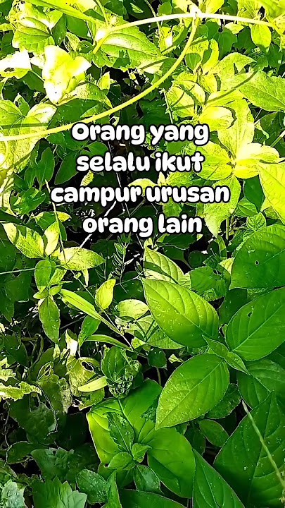Orang yang selalu ikut campur urusan orang lain disebut kepo #katabijakkehidupan #jangankepo