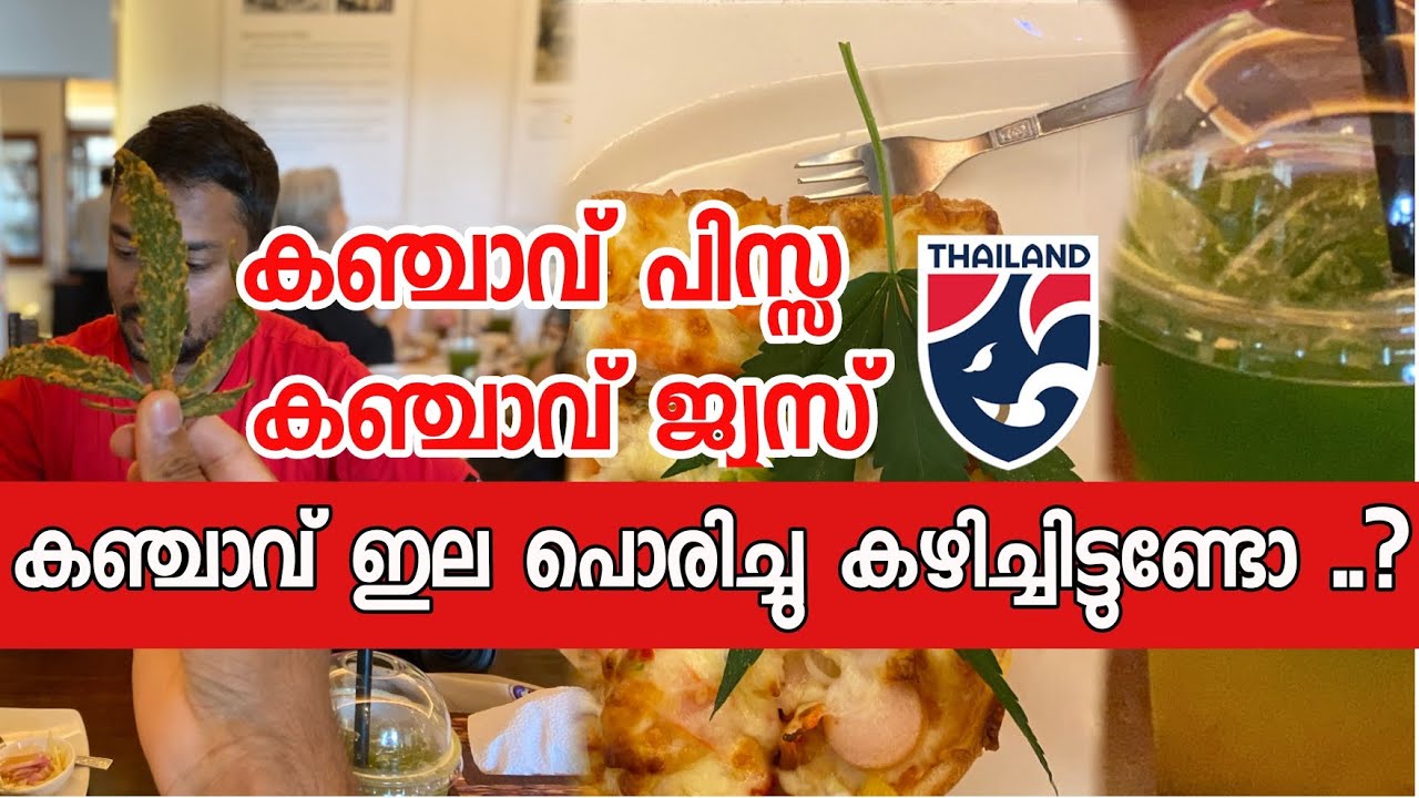 First Legal cannabis cafe in Thailand. Cannabis dish serving 🍁 cafe