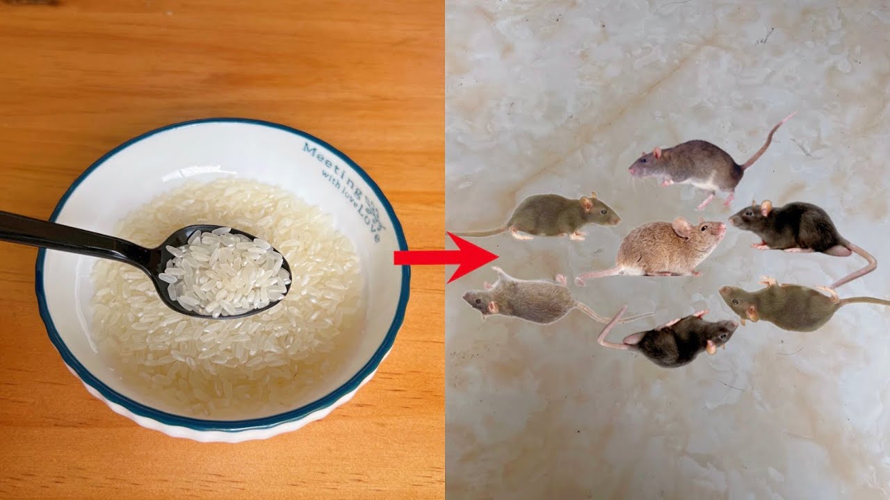 家裡出現老鼠不要慌，大米加上它，老鼠來一隻滅一隻，安全無毒，簡單又實用