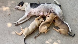 Large pups sucking mother milk extremely hard @Dogoftheday