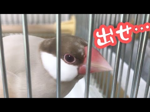 外に出れそうな場所を常に探している文鳥こむぎ　癒し動物　面白い動物　Java sparrow
