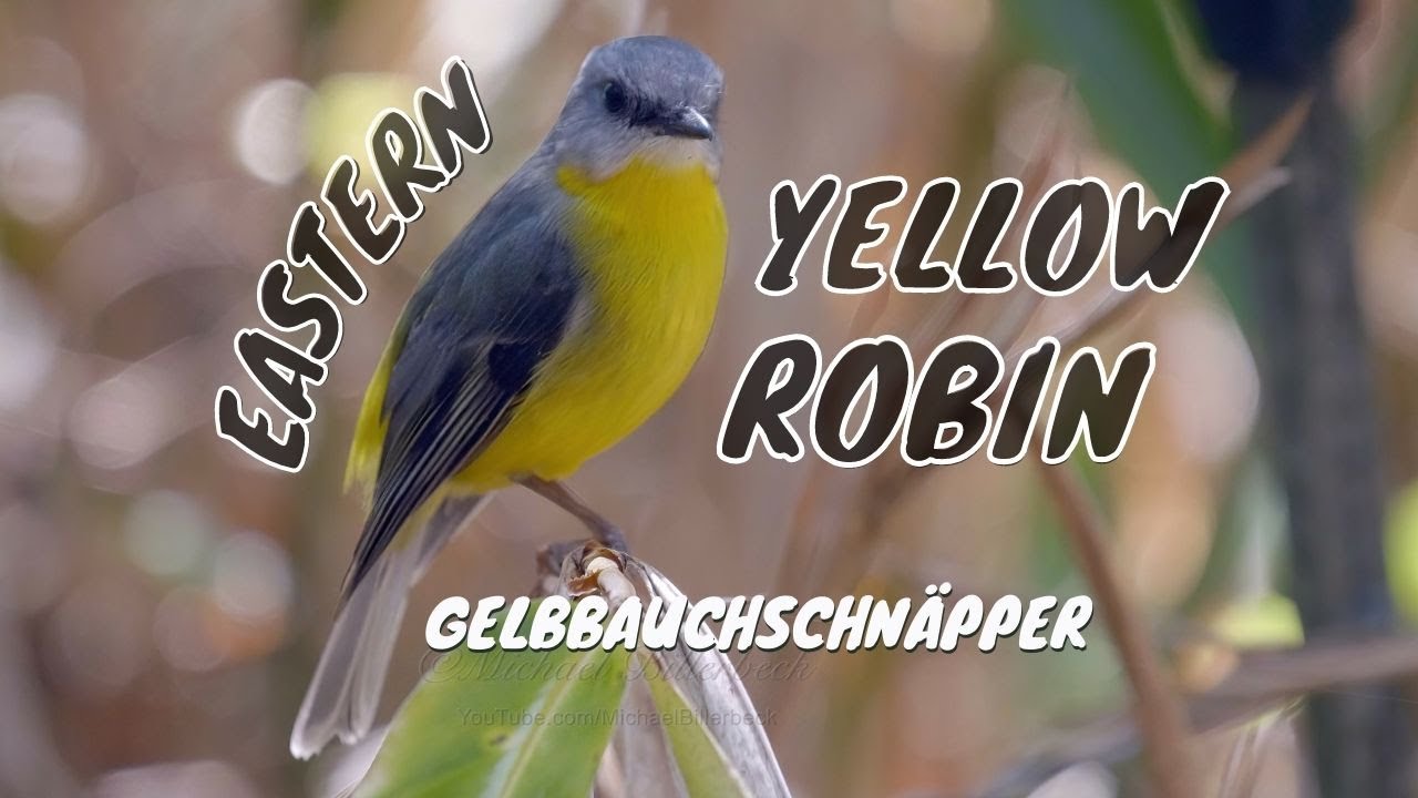 Eastern Yellow Robin (Eopsaltria australis) / Goldbauchschnäpper [1]