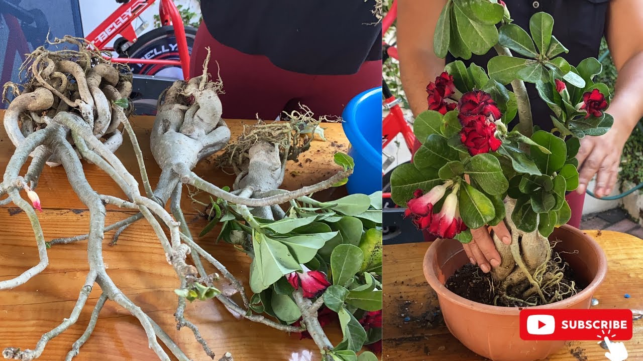 ¿Cuánto tiempo puede durar mi rosa del desierto fuera del sustrato?