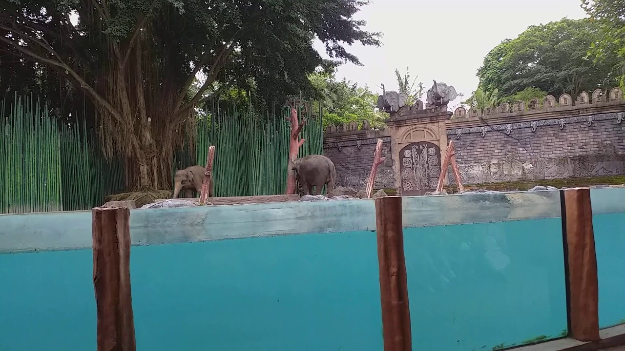 bali safari - elephant show - YouTube