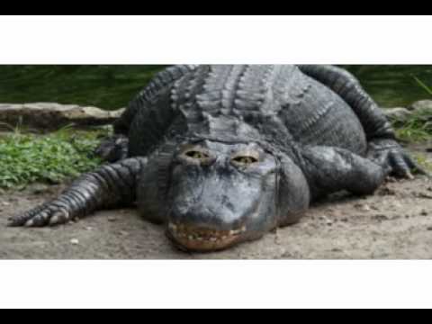 Maths Crazy Talk - Tallygator on fractions of quantities.flv