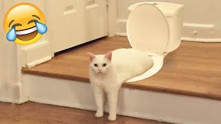 Funniest Animals 😄 New Funny Cats and Dogs Videos 😹🐶 Part 27 by Pet Hub 992 views 3 weeks ago 12 minutes, 30 seconds