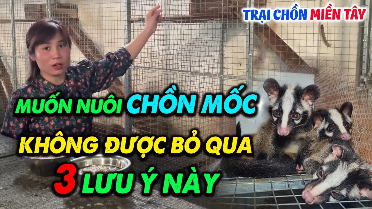 Bà Con Muốn Chăn Nuôi Chồn Mốc Cần Nhớ Kỹ 3 Lưu Ý Này | Hướng Dẫn Cách ...