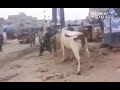 شويه فيديوهات هروب عجول اورجانيك 