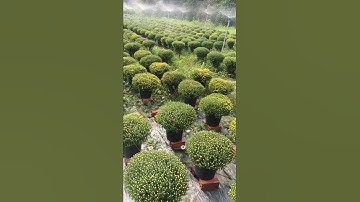 Bán cúc mâm xôi (2020) - cúc mâm xôi - cúc mâm xôi giá cạnh tranh - cúc mâm xôi Cái Mơn