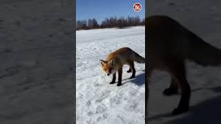 ЛИСА на ЗИМНЕЙ РЫБАЛКЕ 🦊 ЛУЧШАЯ РЫБА это КОЛБАСА / СербаТВ 🔴 #shorts