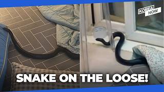 Exotic animals keep popping up in unexpected places