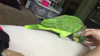 Thor my blue front loves being pet by MissSadieSue 2,366 views 7 years ago 32 seconds