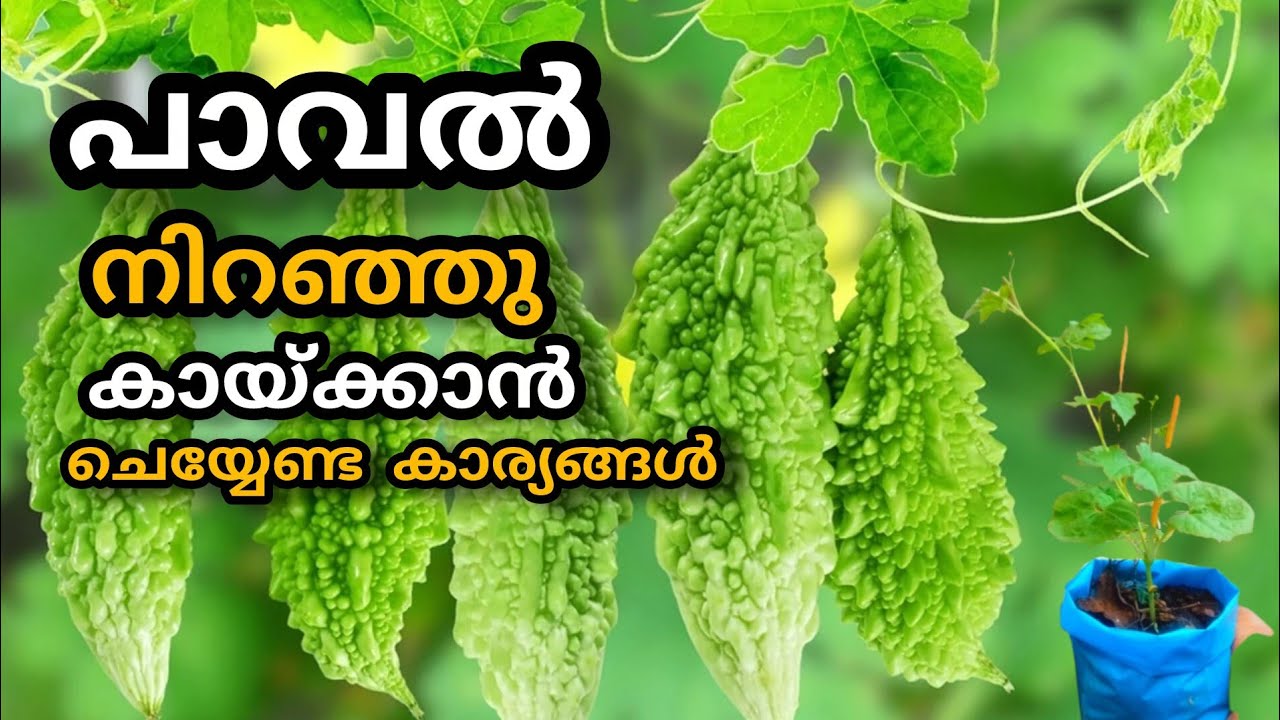 പാവൽ കൃഷിയിൽ അറിയേണ്ട കാര്യങ്ങൾ എല്ലാം | paval krishi | Bitter gourd cultivation in malayalam 