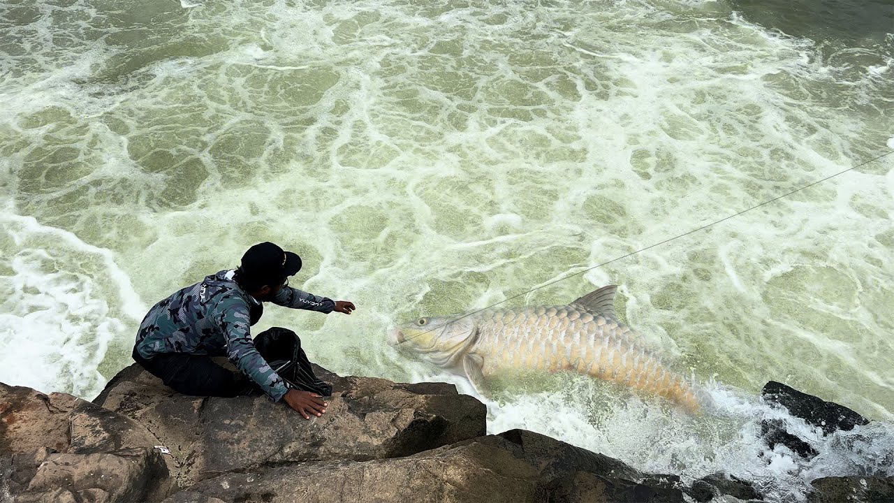 Back to Back Attack - माहसीर मछलियों का अचानक अटैक पर अटैक