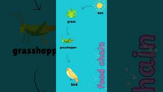 food chain #foodchain #science #animals #learning #energy #ecosystem #shortvideo