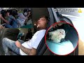 Monkey Watches his Owner Resist Arrest