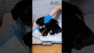 Sama znalazła bezpieczne miejsce żeby urodzić szczeniaki 🐶🐾 #help #judyta #dog #shorts