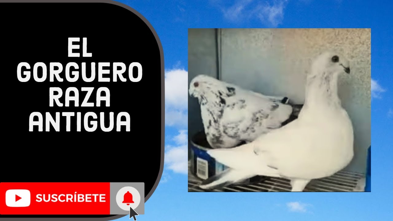 El gorguero raza antigua