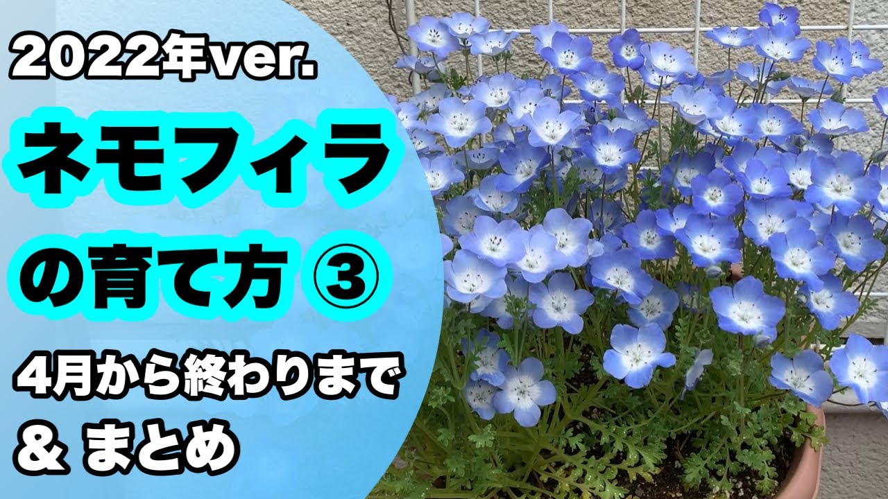 ネモフィラの育て方PART③ #ガーデニング#ネモフィラ#gardening #garden